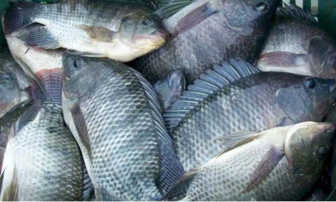 VENDA DE PEIXES EM TIANGUÁ - CE